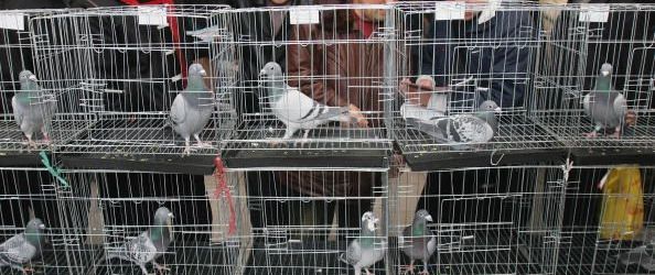 Guide to Buying Racing Pigeons – Part 1 of 6 Buying in Volume In this six-part guide to buying racing pigeons we will cover four approaches to replacing or increasing...