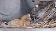 March in the Loft—Care and Feeding of the Racing Pigeon Squab In March breeders in the U.S. can finally reap the rewards of all of their hard work during the breeding...
