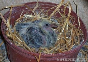 12 Day Old Baby Racing Pigeon 12 Day Old Baby Racing Pigeon