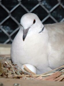 Pigeon Egg Incubation Pigeon Egg Incubation