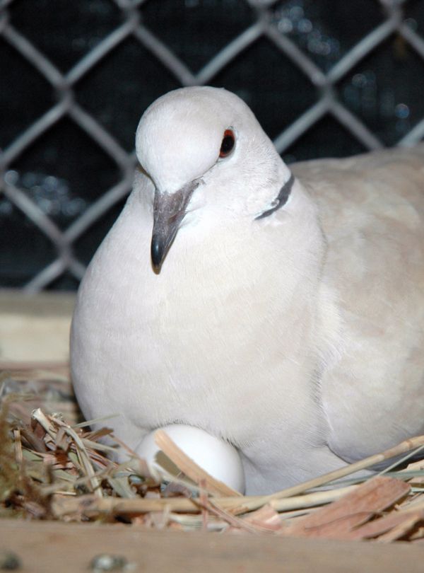 Pigeon Eggs Hatching Time