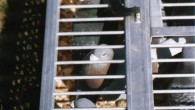 Pigeon Training – Training Down the Road Pigeon Training – Training down the road When your birds have molted their 3rd flight feather, they are finally ready to take down the road. They should be taken in...