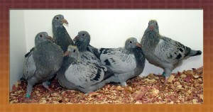 Getting your pigeons