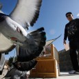 Road Training and Racing Pigeons – Feed and Medication Program for Young Birds in Training Road Training and Racing Pigeons – Feed and Medication Program for Young Birds in Training FEED – 3 times a day: Once in morning 2 hours before road training; Once...