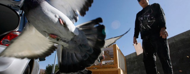 Road Training and Racing Pigeons – Feed and Medication Program for Young Birds in Training FEED – 3 times a day: Once in morning 2 hours before road training; Once...