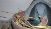 Breeding Pigeons – Breeding Program for Success Part 1 Breeding Pigeons – Breeding Program for Success Part 1 Because of Taiwan’s unique style of racing and the various breeding seasons, fanciers must cull, select and prepare their breeders several...