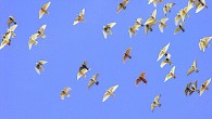 Article Provided by Bob Prisco In both the racing and breeding loft the true value of a pigeon will be found only by actual results (good and bad), either by...
