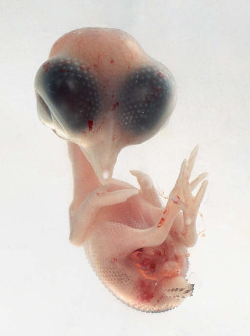 Embryonic Death in Racing Pigeons