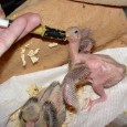 Care of the Abandoned Racing Pigeon Hatchling– Part 2 Feeding Feeding the Pigeon Hatchling Before you begin to handfeed the pigeon hatchling, you’ll need to create an artificial beak. You...