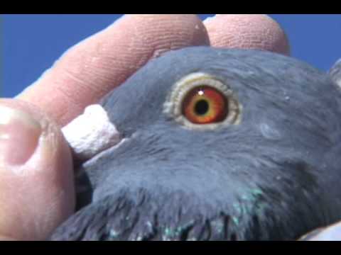 *Video* Evaluating EyeSign in Pigeons *Video* Evaluating EyeSign in Pigeons Here is another great video from Dr. John Lamberton, in this video Dr. Lamberton shows us how he uses eyesign to evaluate his pigeons. You...