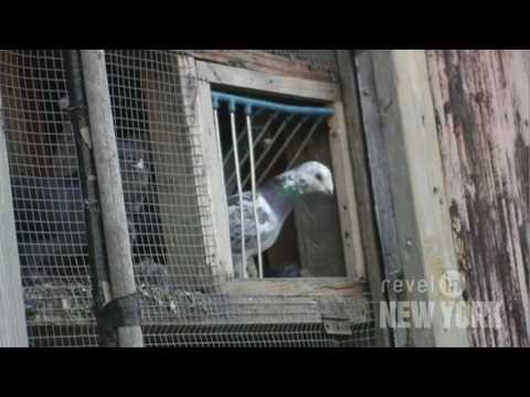 Meet The Pigeon Lady The Pigeon Lady of New York City I found this video that I thought you would enjoy, it shows Alayne Patur Salahuddeen better known as “The Pigeon Lady of NYC”....