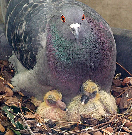 Pigeon Breeding – Correct Line Breeding, Fixing Champion Blood The young fancier and perhaps the old fancier, too, may desire a little knowledge upon the important subject of pigeon breeding,...