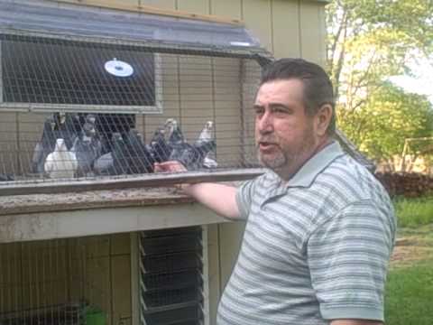Hawk Control In this video John shows us some of his secrets he uses to keeping the hawks away from his birds. These are neat tricks that you can start...