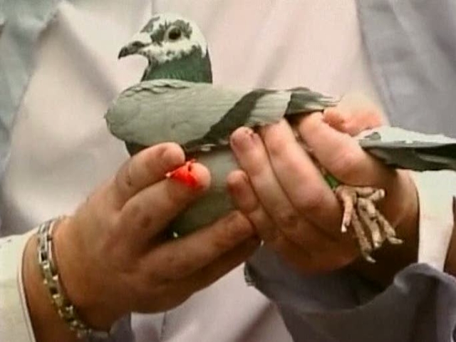 A Realistic Health Program Before Young Bird Races: Vaccinate for pox, PMV and paratyphoid 30 to 45 days before training starts. Before Breeding in the Winter: Vaccinate all old birds,...