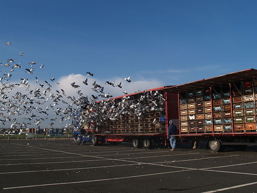 The Pigeon Loft – Healthy Pigeons Win Races! Part 1 In order for a pigeon loft to win consistently in tough competition four things are required. You must fill your...