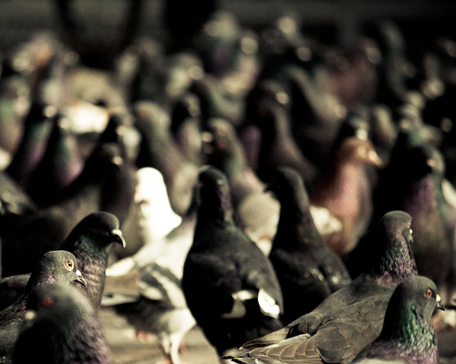 Secret #2: Quality over Quantity Secret #2: Quality over Quantity DO NOT OVER CROWD YOUR LOFT (Racing or Breeding). Quantity offers only cost and wasted time. Quality is profitable and rewarding. Once you learn the...