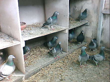 Buying Pigeons? Do Your Homework (part 2) A FAMILY OF PROVEN BIRDS THAT HAVE BEEN WINNING AND PRODUCING GENERATION AFTER GENERATION SHOULD CONTAIN PROVEN RACERS AND BREEDERS ON BOTH SIDES...