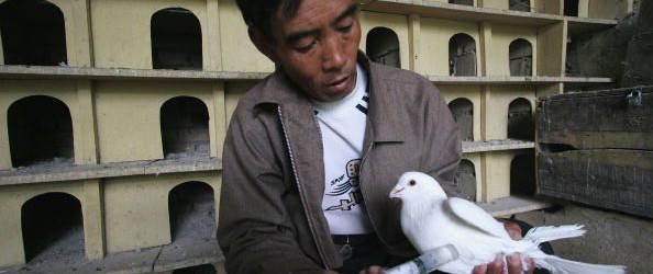 Racing Pigeon – Diseases Every Fancier Should Know Bacteria, worms, parasites, fungus. These are all causes of racing pigeon diseases. Disease can affect every racing pigeon and can rapidly spread...