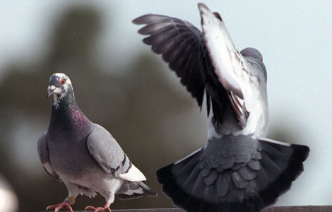 American Racing Pigeon Union, Origin and History Part1 The origin and history of American Racing Pigeon Union Part 1 To appreciate the reasons for the formation of the American Racing Pigeon Union, you must first know something about...