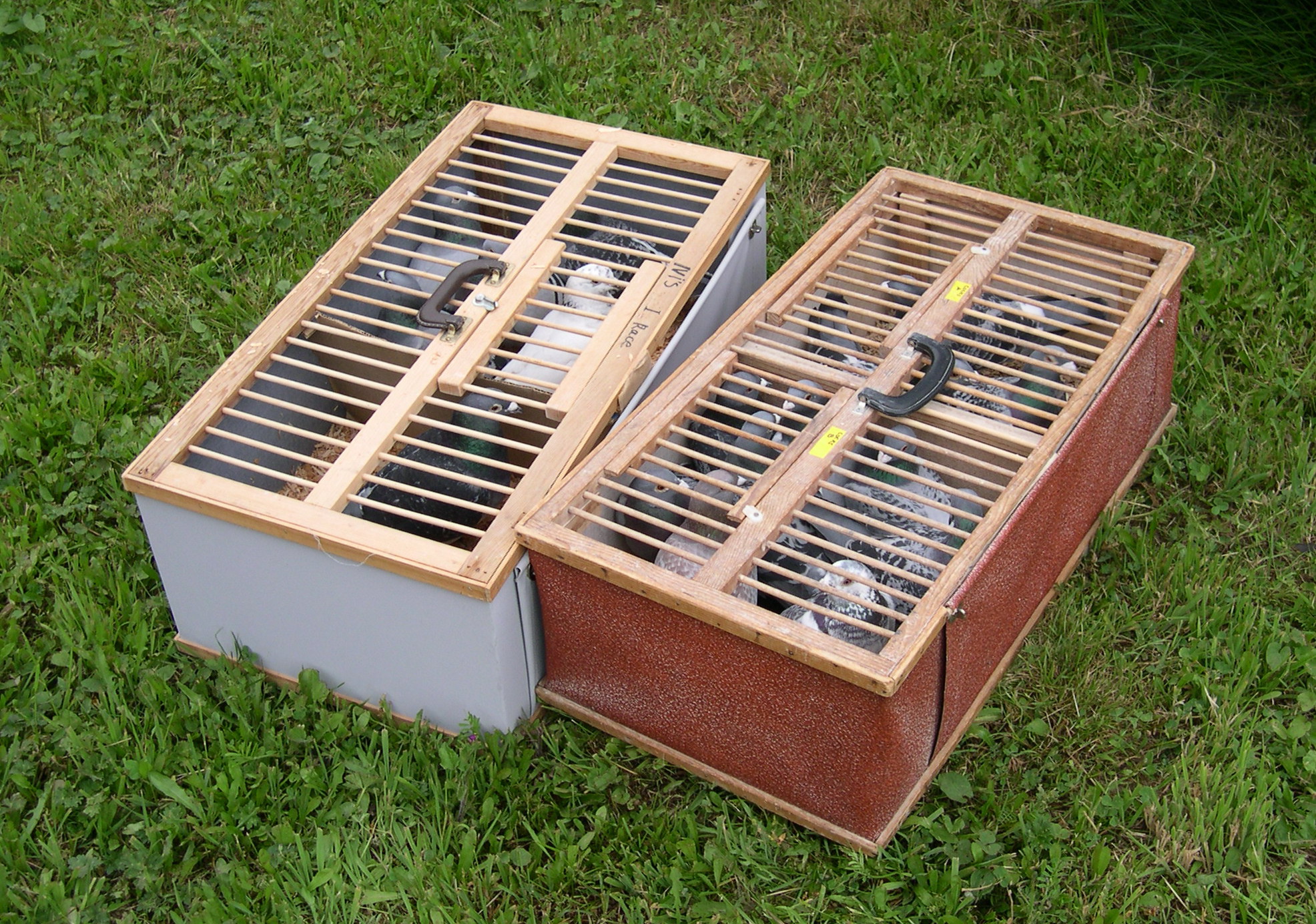 Secret #5: Let the Basket and Races Cull For You Secret #5: Let the Basket and Races Cull For You The only fair and impartial methods of selecting intelligence that gives true satisfaction and results are the training basket and long...