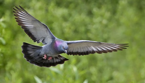 Pigeon Racing and Nutrition of the Muscle Part 1 Pigeon Racing and Nutrition of the Muscle Part 1 As increasing amounts of literature about pigeons become available, it follows that there are many more informed fanciers than ever before....