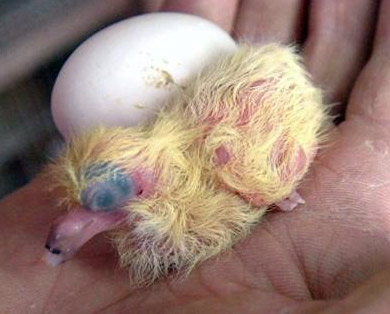 Difficulties with Eggs and Babies Difficulties with Eggs and Babies This time of the year when many of us are expecting our first round of youngsters to hatch, we are disappointed with some aspect of...