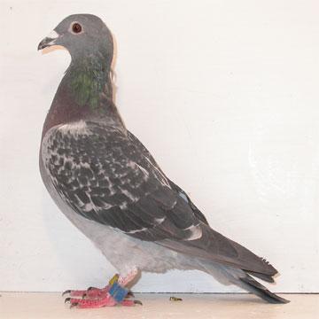 Helping the Moult A good moult is generally seen as being necessary for a successful racing season next year. A smooth moult and perfect new feathers are signs of good...