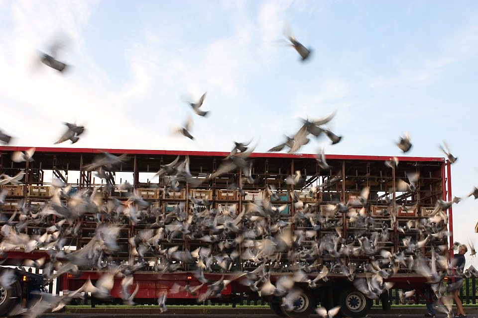 Pigeon Racing and Nutrition of the Muscle Part 3 On the other hand, we note that the large individual white fibers have relatively few blood vessels running over their surfaces...