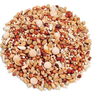 Grains, Fuel and Pigeon Racing Protein, Carbs & Fats It is known that the liver of pigeons produces almost 50% of the fat for use in the body, and that...