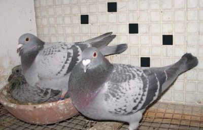 Pairing Your Birds In preparation of the breeding season there are several things we should consider every year. The birds should be good and rested and should have gone through...
