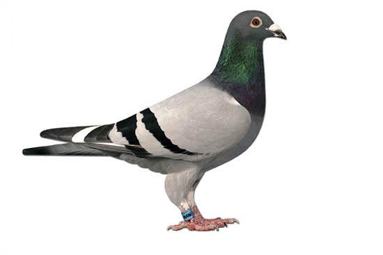 Recognition Of Physical Attributes of Racing Pigeons Recognition Of Physical Attributes of Racing Pigeons It has become obvious over many years that although all pigeons have similar physical attributes, variations in these inheritances will enhance the capabilities...