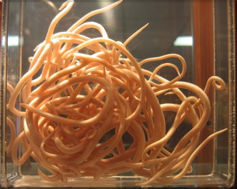 Pigeon Roundworms Roundworms; these worms are fairly large, and measure 1 1/2 to 2″ or more in length. They are believed to compete with the pigeon for nutrients in the...