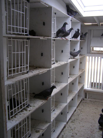 Double Widowhood Part 3 Double Widowhood Part 3 The last point I discussed was just prior to training the old birds for racing. It is imperative that the young birds be weaned as soon...
