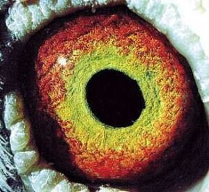Pigeon Eyesign Pigeon Eyesign