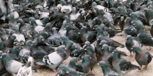 Pigeon racing winning is about having the best most optimal birds to race with. For the last 5 years I’ve spent a great deal of my time in painstaking research...