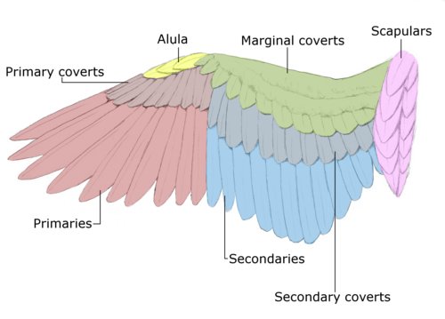 wing-anatomy.jpg