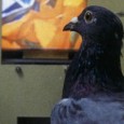 ScienceDaily (June 14, 2008) — Keio University scientists have shown that pigeons are able to discriminate video images of themselves even with a 5-7 second delay, thus having self-cognitive abilities...