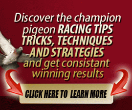 Get the most out of the Pigeon Insider, Click the banner below to learn more.