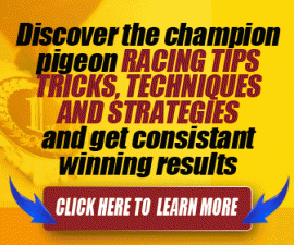 Get the most out of the Pigeon Insider, Click the banner below to learn more.