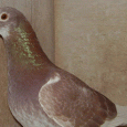 Old and Young Bird Racing System Old and Young Bird Racing System Old Birds I race 16 pairs of cocks and hens. I stop the yearling at 350 miles, two years and older go all the...