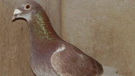 Old and Young Bird Racing System Old and Young Bird Racing System Old Birds I race 16 pairs of cocks and hens. I stop the yearling at 350 miles, two years and older go all the...