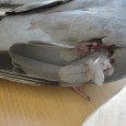 Classifying Injuries in Racing Pigeons Classifying Injuries in Racing Pigeons This section covers injuries to birds. Unfortunately, it’s the nature of racing and training that our birds covering the distance that they do will incur...