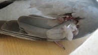 Classifying Injuries in Racing Pigeons This section covers injuries to birds. Unfortunately, it’s the nature of racing and training that our birds covering the distance that they do will incur...