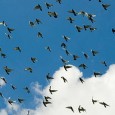 Let’s Talk About Systems…(part 3) Let’s Talk About Systems…(part 3) The Racing System: One has many options as to which racing system to use and there are these and perhaps more to be considered. For...