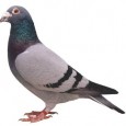 Condition and Form In Racing Pigeons Condition and Form In Racing Pigeons Form in General If you have ever studied power lifting training is designed to allow an athlete to peek his performance on the day...