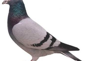 Condition and Form In Racing Pigeons Form in General If you have ever studied power lifting training is designed to allow an athlete to peek his performance on the day...