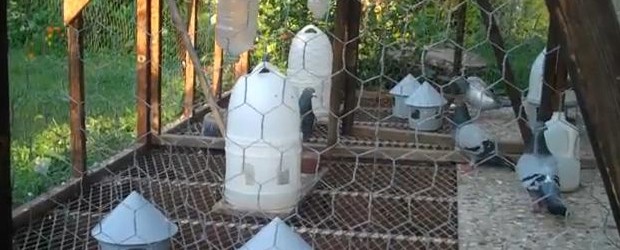&nbsp; Here’s some more great videos from Lavender Hill Lofts in Washington DC. These videos explain Lavender Hill Lofts process during the end of the breeding season. At the end...