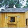 Pigeon Training Methods From Hilsea Lofts Pigeon Training Methods From Hilsea Lofts The question of training is largely a question of muscle and motion. Muscle develops or degenerates almost exactly in proportion to the amount of...