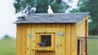 Pigeon Training Methods From Hilsea Lofts The question of training is largely a question of muscle and motion. Muscle develops or degenerates almost exactly in proportion to the amount of...
