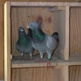 Pigeon Racing Essentials Pigeon Racing Essentials Air Good ventilation and freedom from dampness. Water Fresh and in clean vessels. Food Sound food, rationally fed. Control Exercise, trapping, feeding and basket work at right...